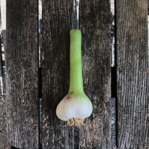 Produktfoto zu Knoblauch frisch