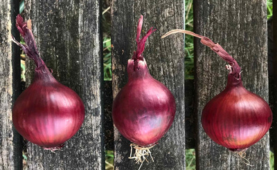 Produktfoto zu Zwiebeln rot - kleine Sortierung