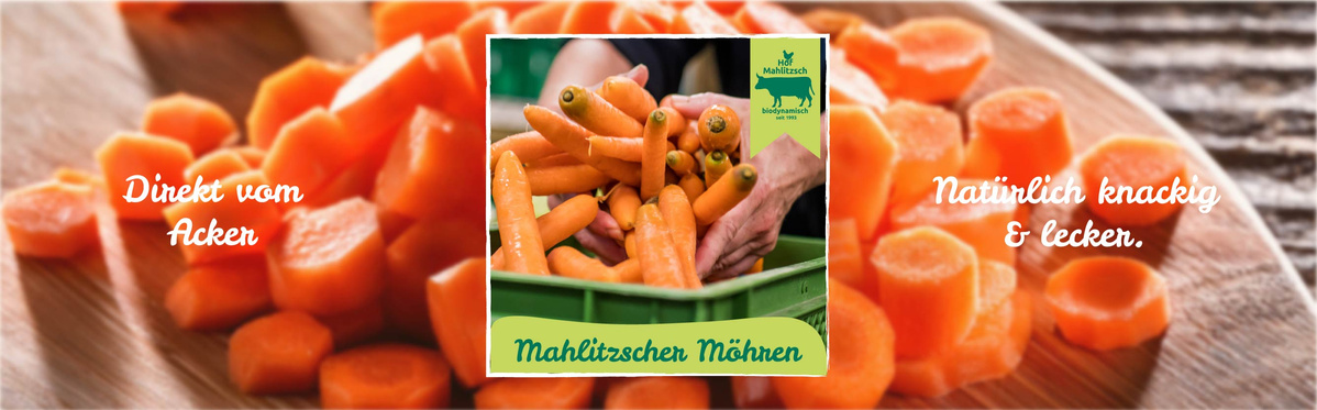 Frische Gurken: Regional & gut geschüttelt: Mahlitzscher Schüttelgurken.