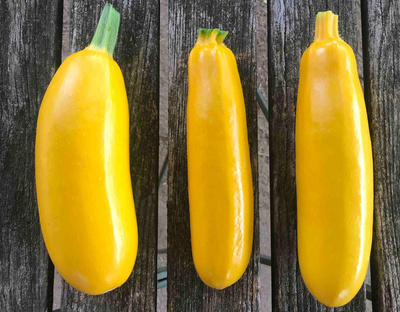 Produktfoto zu Zucchini gelb (Mahl.)