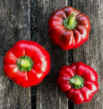 Produktfoto zu Paprika rot