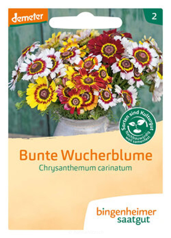 Produktfoto zu Bunte Wucherblume