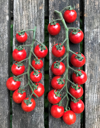 Produktfoto zu Cherrytomaten Dattel