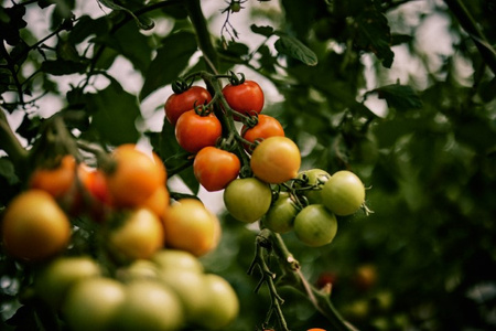 Nahaufnahme von Tomaten, die in verschiedenen Reifegraden an einer Pflanze hängen. Der Fokus liegt auf den roten und grünen Tomaten, die von Blättern umgeben sind.