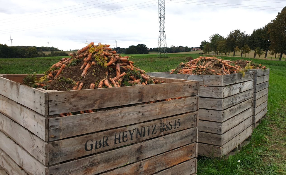 KI generiert: Holzkisten voller Karotten auf einem Feld. Text: "GBR HEYNITZ BS815".