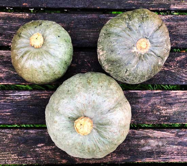 Produktfoto zu Hokkaidokürbis Blue Kuri