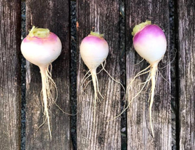 Produktfoto zu Mairübchen