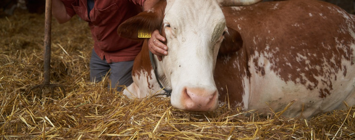 KI generiert: Ein Mensch streichelt eine liegende Kuh im Stroh.