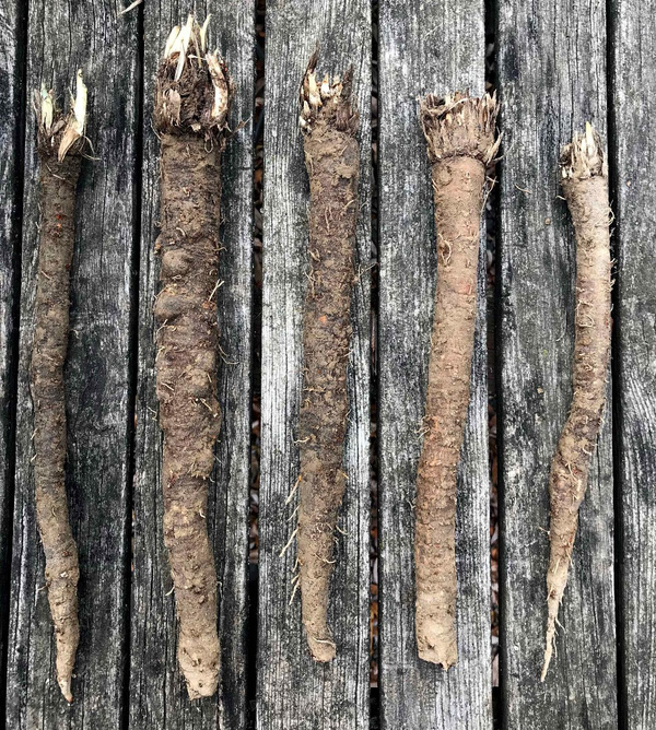 Produktfoto zu Schwarzwurzel