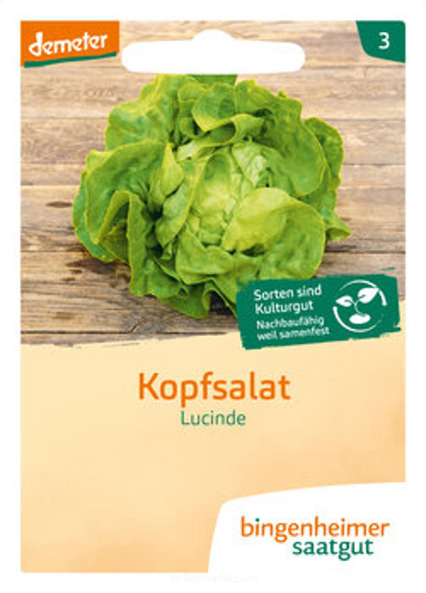 Produktfoto zu Kopfsalat Lucinde