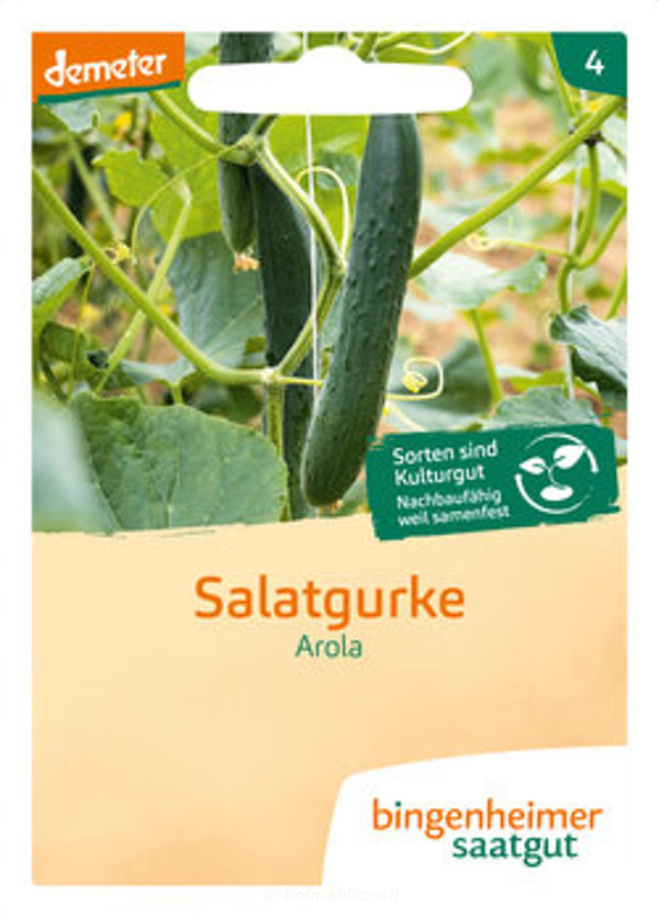 Produktfoto zu Salatgurke Arola