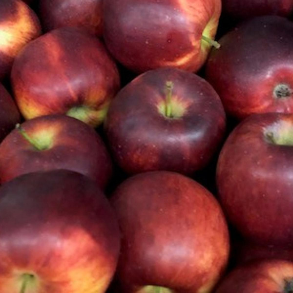 Produktfoto zu Apfel Gravensteiner
