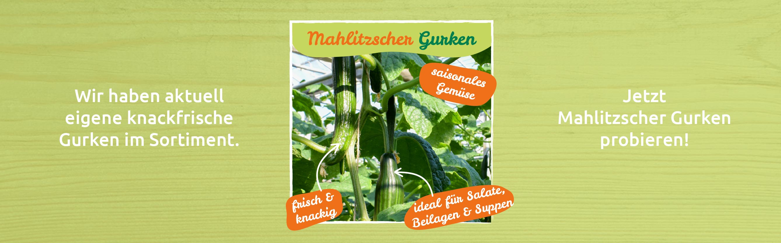 Bio-Gurken von Hof Mahlitzsch. Saisonales Gemüse.