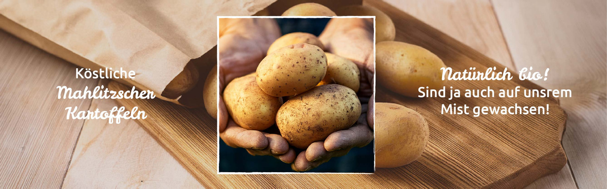 Regional ist lecker! Köstliche Bio-Kartoffeln direkt vom Acker von Hof Mahlitzsch bei Dresden.