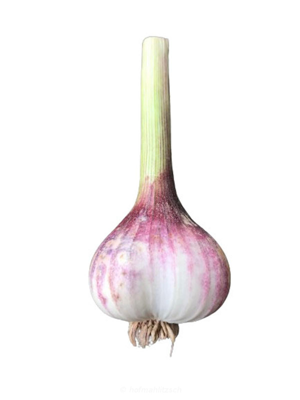 Produktfoto zu Knoblauch frisch