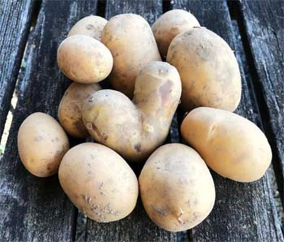 Produktfoto zu Frühkartoffel Corinna - vorwiegend festkochend