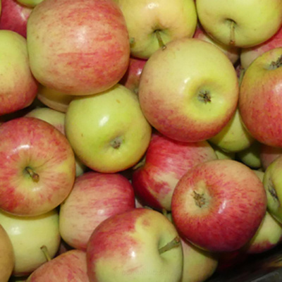 Produktfoto zu Apfel Piros