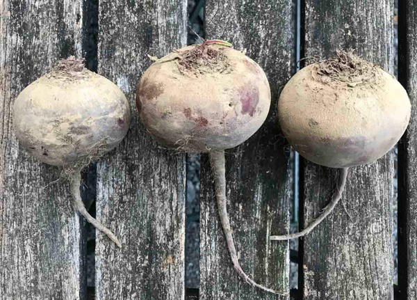 Produktfoto zu Rote Bete 1kg - Aktionsangebot