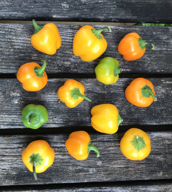 Produktfoto zu Mini Snackpaprika