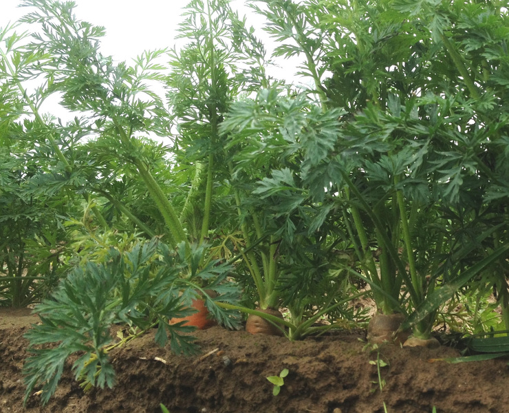 KI generiert: Karottenpflanzen wachsen im Erdreich mit grünem Laub und sichtbaren Wurzeln.