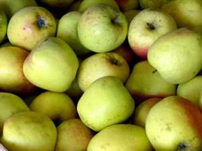 Produktfoto zu Apfel Hana - neue Ernte