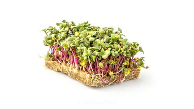 Produktfoto zu Radieschen - Kresse