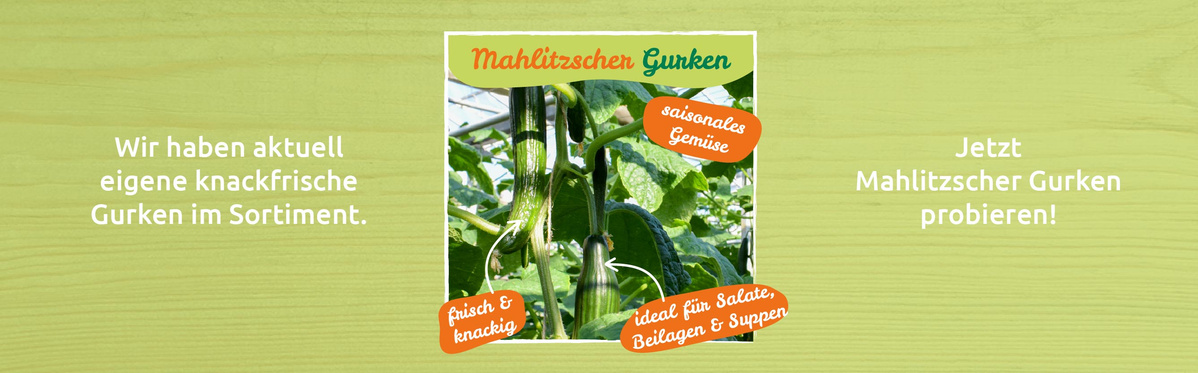Bio-Gurken von Hof Mahlitzsch. Saisonales Gemüse.