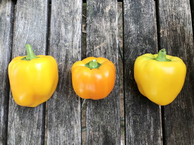 Produktfoto zu Paprika gelb (Mahl.)