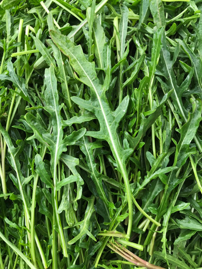 Produktfoto zu Rucola - Aktionsangebot