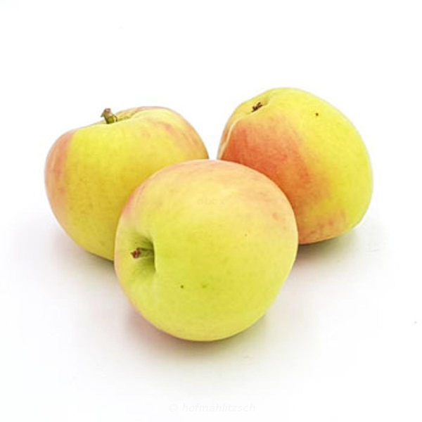 Produktfoto zu Apfel Marnica