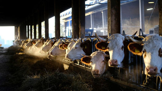 Kuhstall von Hof Mahlitzsch