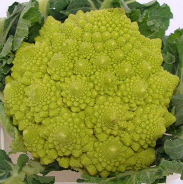 Produktfoto zu Romanesko (Mahl.)