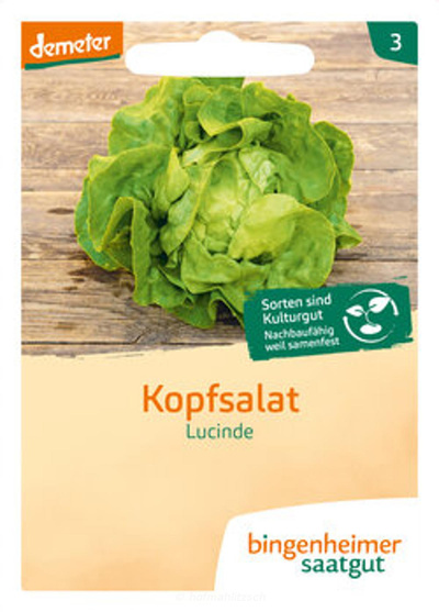 Produktfoto zu Kopfsalat Lucinde