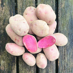 Eine Person hält eine Schale mit roten und weißen Johannisbeeren.