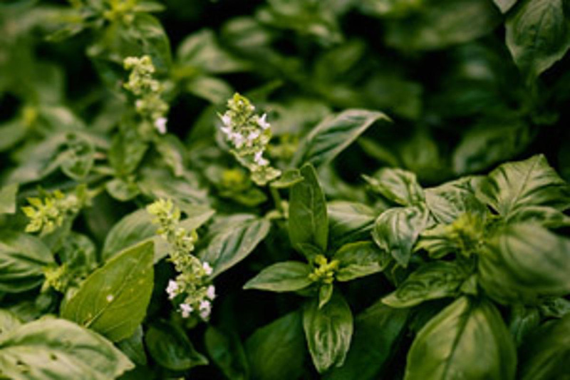 Mahlitzscher Kräuter