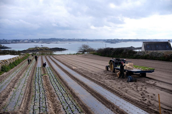 KI generiert: Menschen arbeiten auf einem Feld nahe der Küste, mit einem Traktor im Vordergrund.