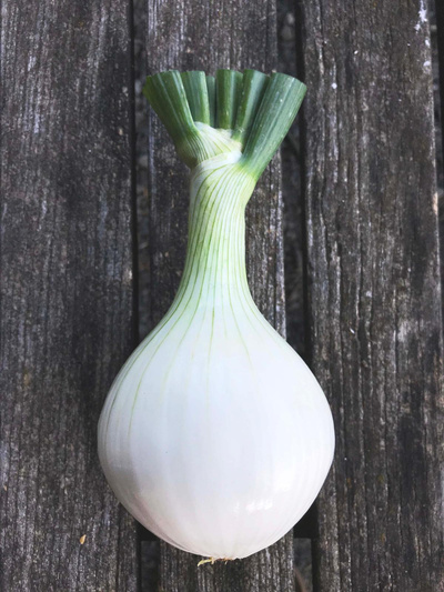 Produktfoto zu Gemüsezwiebel