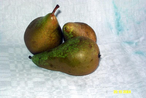 Produktfoto zu Birne Gute Luise - alte Sorte