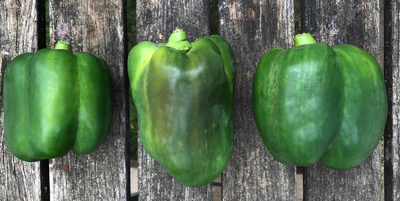 Produktfoto zu Paprika grün (Mahl.)
