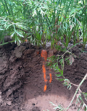 KI generiert: Karotten wachsen im Boden, umgeben von Erde und Grün.