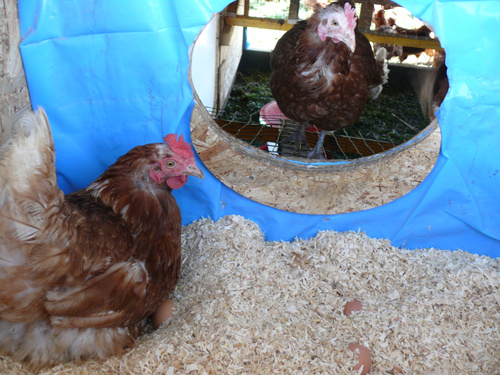 kuscheliges Dinkel-Spelz-Nest