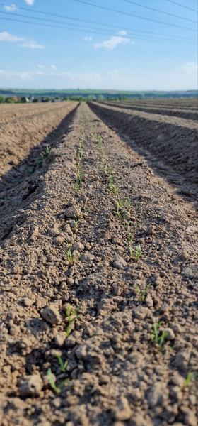 KI generiert: Reihen von Sämlingen sprießen auf einem Feld unter einem klaren Himmel.