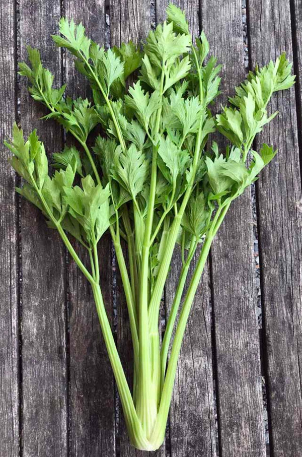 Produktfoto zu Staudensellerie