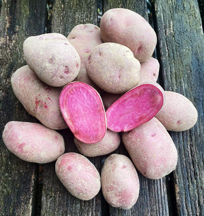 Produktfoto zu Kartoffel Heiderot - Delikatesskartoffel mit roter Schale und rosa Fleisch