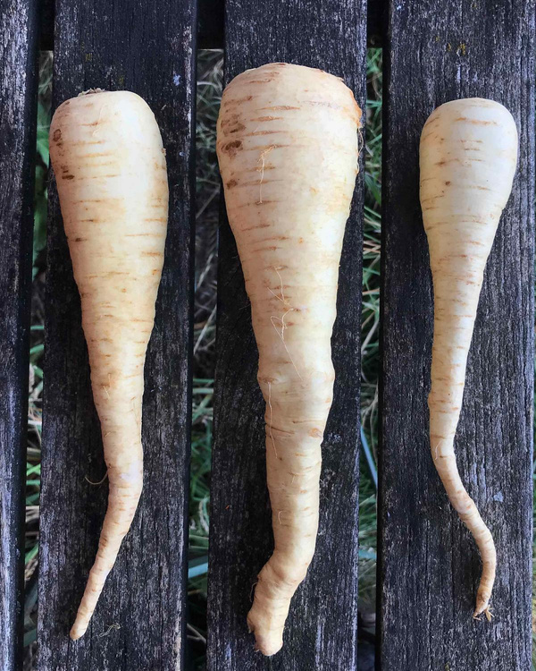 Produktfoto zu Pastinake 2kg - Aktionsangebot