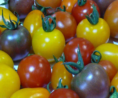 Produktfoto zu Wild-Tomaten Mix (Mahl.)