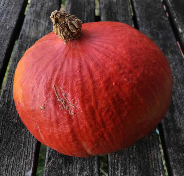 Produktfoto zu Hokkaidokürbis Red Kuri - zum sofort Verarbeiten