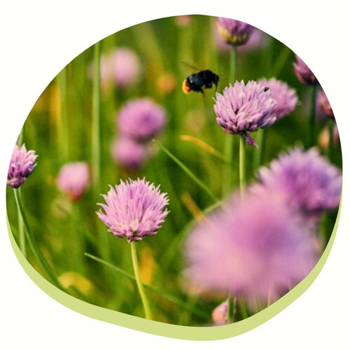 Das Bild zeigt eine Hummel, die über violetten Blüten in einer Wiese fliegt.