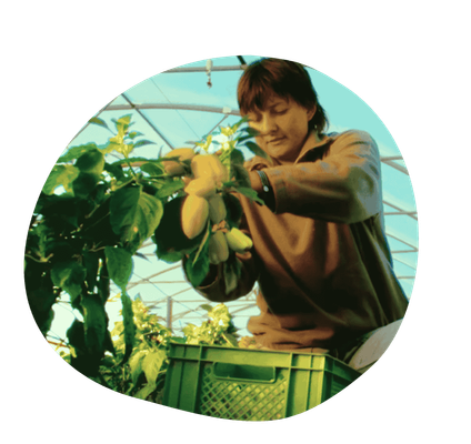 Eine Auszubildende bei der Gemüseernte in der Gärtnerei von Hof Mahlitzsch.