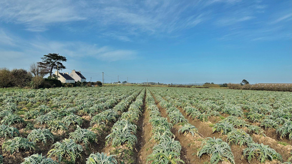 KI generiert: Ein weites Feld mit Pflanzen unter einem klaren blauen Himmel, im Hintergrund ein Bauernhaus.